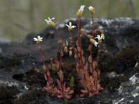 Saxifraga tridactylites 22, Kandelaartje, Saxifraga-Willem van Kruijsbergen