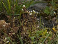 Saxifraga tridactylites 23, Kandelaartje, Saxifraga-Willem van Kruijsbergen