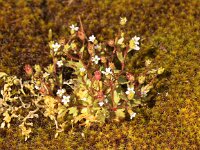 Saxifraga tridactylites 24, Kandelaartje, Saxifraga-Peter Meininger
