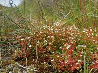 Saxifraga tridactylites 25, Kandelaartje, Saxifraga-Ed Stikvoort