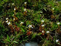 Saxifraga tridactylites 26, Kandelaartje, Saxifraga-Ed Stikvoort