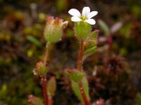 Saxifraga tridactylites 27, Kandelaartje, Saxifraga-Ed Stikvoort