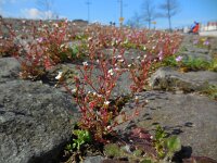 Saxifraga tridactylites 28, Kandelaartje, Saxifraga-Ed Stikvoort