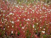 Saxifraga tridactylites 29, Kandelaartje, Saxifraga-Ed Stikvoort
