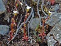 Saxifraga tridactylites 3, Kandelaartje, Saxifraga-Willem van Kruijsbergen