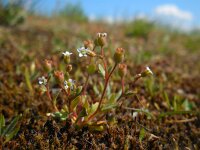Saxifraga tridactylites 30, Kandelaartje, Saxifraga-Ed Stikvoort