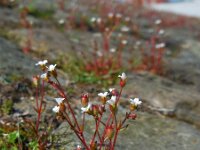 Saxifraga tridactylites 31, Kandelaartje, Saxifraga-Ed Stikvoort