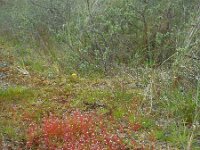 Saxifraga tridactylites 32, Kandelaartje, Saxifraga-Ed Stikvoort