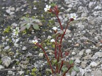 Saxifraga tridactylites 33, Kandelaartje, Saxifraga-Rutger Barendse
