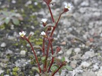 Saxifraga tridactylites 34, Kandelaartje, Saxifraga-Rutger Barendse