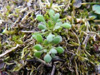 Saxifraga tridactylites 35, Kandelaartje, Saxifraga-Rutger Barendse