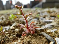 Saxifraga tridactylites 36, Kandelaartje, Saxifraga-Rutger Barendse