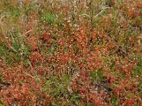 Saxifraga tridactylites 37, Kandelaartje, Saxifraga-Ed Stikvoort
