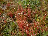 Saxifraga tridactylites 38, Kandelaartje, Saxifraga-Ed Stikvoort