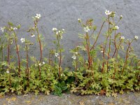 Saxifraga tridactylites 39, Kandelaartje, Saxifraga-Ed Stikvoort