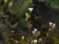 Saxifraga tridactylites 4, Kandelaartje, Saxifraga-Jan van der Straaten
