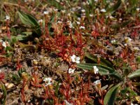 Saxifraga tridactylites 40, Kandelaartje, Saxifraga-Ed Stikvoort