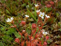 Saxifraga tridactylites 41, Kandelaartje, Saxifraga-Ed Stikvoort