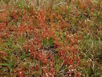 Saxifraga tridactylites 42, Kandelaartje, Saxifraga-Ed Stikvoort