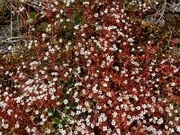 Saxifraga tridactylites 45, Kandelaartje, Saxifraga-Ed Stikvoort