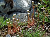 Saxifraga tridactylites 5, Kandelaartje, Saxifraga-Willem van Kruijsbergen