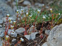 Saxifraga tridactylites 6, Kandelaartje, Saxifraga-Willem van Kruijsbergen