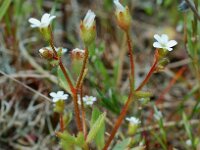 Saxifraga tridactylites 7, Kandelaartje, Saxifraga-Willem van Kruijsbergen