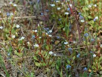 Saxifraga tridactylites 8, Kandelaartje, Saxifraga-Willem van Kruijsbergen