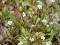 Saxifraga tridactylites 9, Kandelaartje, Saxifraga-Willem van Kruijsbergen