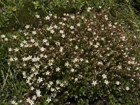 Saxifraga trifurcata 2, Saxifraga-Willem van Kruijsbergen