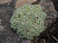Saxifraga valdensis 2, Saxifraga-Harry Jans