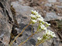 Saxifraga valdensis 3, Saxifraga-Harry Jans