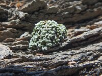 Saxifraga valdensis 5, Saxifraga-Harry Jans
