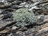 Saxifraga valdensis 6, Saxifraga-Harry Jans