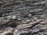 Saxifraga valdensis 7, Saxifraga-Harry Jans