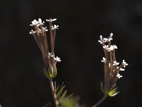 Scandix australis 1, Saxifraga-Willem van Kruijsbergen