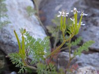 Scandix pecten-veneris 10, Naaldenkervel, Saxifraga-Ed Stikvoort
