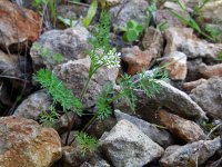 Scandix pecten-veneris 11, Naaldenkervel, Saxifraga-Ed Stikvoort