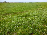 Scandix pecten-veneris 12, Naaldenkervel, Saxifraga-Ed Stikvoort