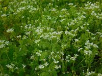 Scandix pecten-veneris 13, Naaldenkervel, Saxifraga-Ed Stikvoort