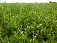Scandix pecten-veneris 14, Naaldenkervel, Saxifraga-Ed Stikvoort
