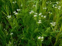 Scandix pecten-veneris 15, Naaldenkervel, Saxifraga-Ed Stikvoort