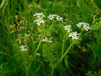 Scandix pecten-veneris 16, Naaldenkervel, Saxifraga-Ed Stikvoort