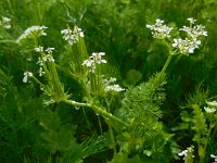 Scandix pecten-veneris 17, Naaldenkervel, Saxifraga-Ed Stikvoort