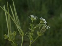 Scandix pecten-veneris 3, Naaldenkervel, Saxifraga-Willem van Kruijsbergen