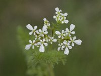 Scandix pecten-veneris 5, Naaldenkervel, Saxifraga-Jan van der Straaten