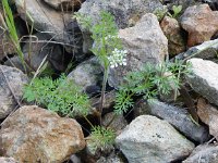 Scandix pecten-veneris 6, Naaldenkervel, Saxifraga-Peter Meininger