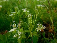 Scandix pecten-veneris 7, Naaldenkervel, Saxifraga-Ed Stikvoort