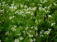 Scandix pecten-veneris 8, Naaldenkervel, Saxifraga-Ed Stikvoort