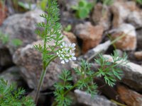 Scandix pecten-veneris 9, Naaldenkervel, Saxifraga-Ed Stikvoort
